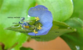  Bisexual flower